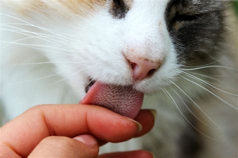 Cat lickingpussy. Things To Know About Cat lickingpussy. 